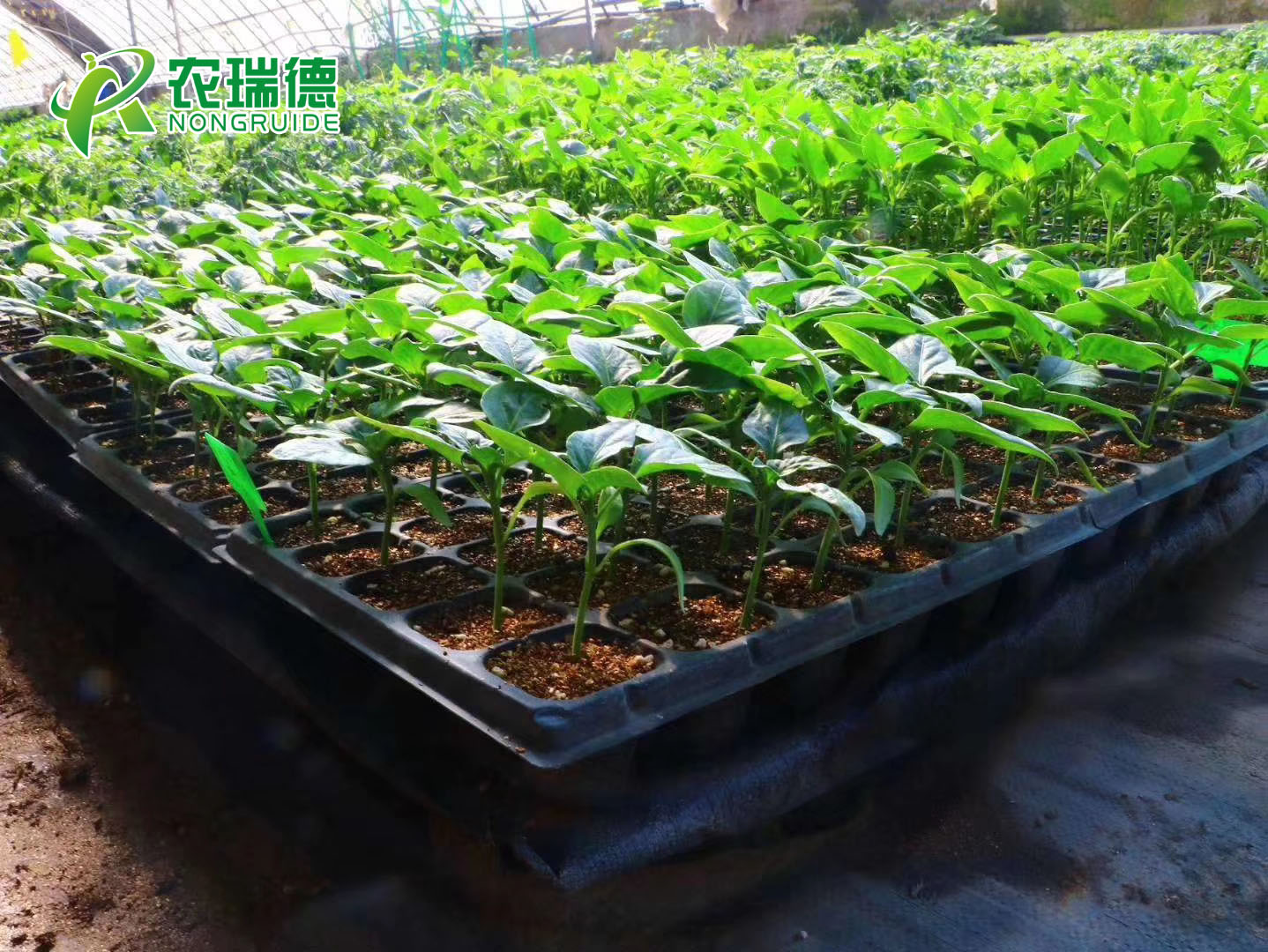 穴盘育苗播种机省种省工效率高,甘肃高台大棚蔬菜产销两旺