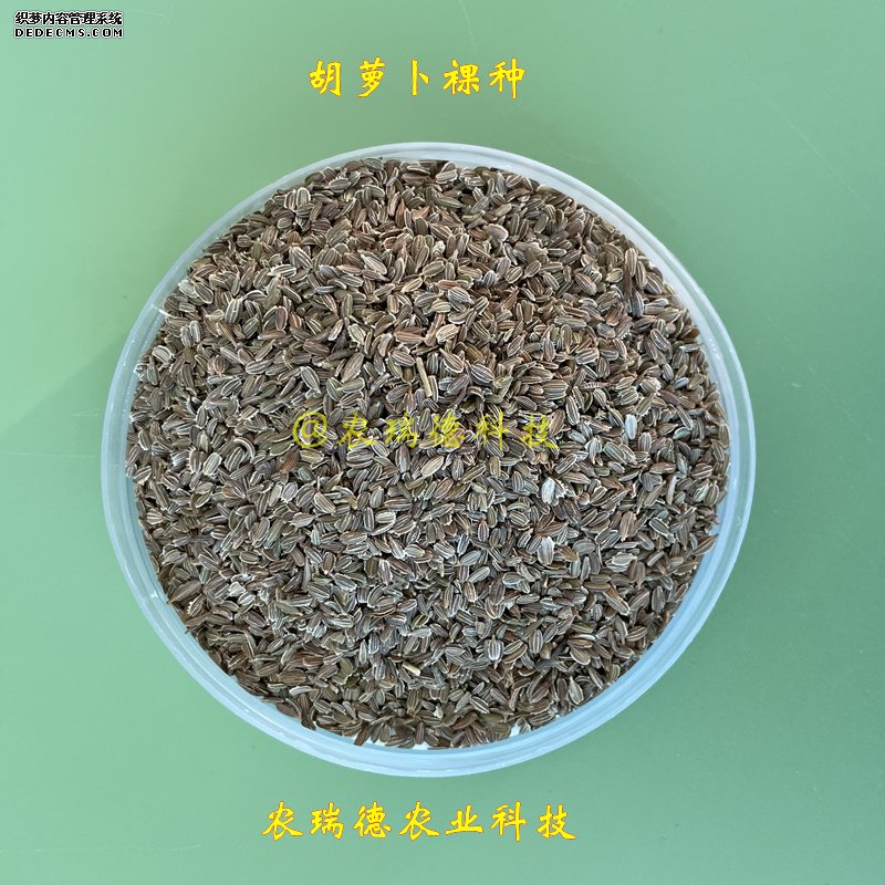 胡萝卜裸种.jpg