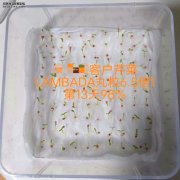 <b>芹菜种子丸粒化好处</b>