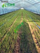 <b>大葱种植用绳带播种一亩地多少钱</b>