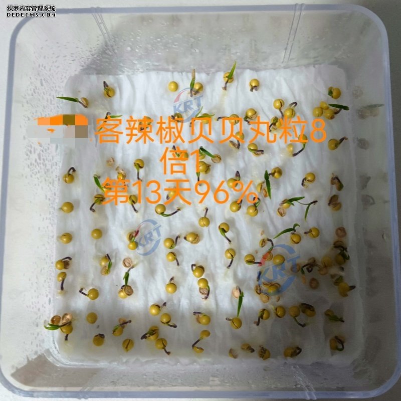 辣椒96%_副本.jpg