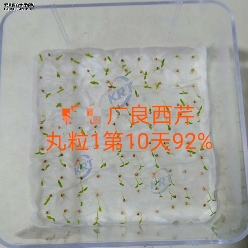 芹菜_副本.jpg